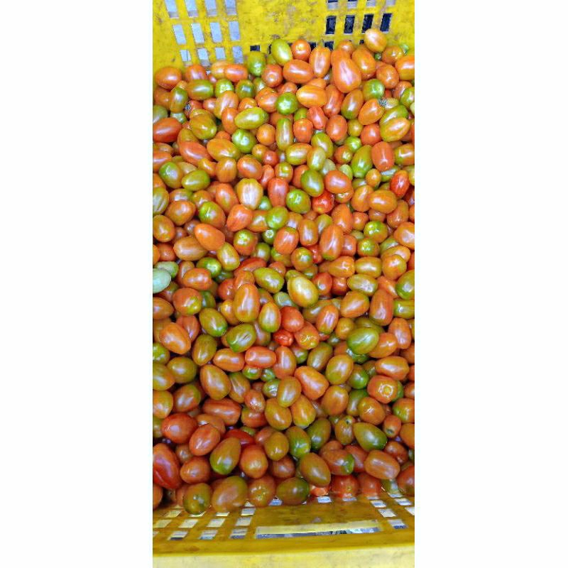 

Tomat Cherry Variasi 250 Gram