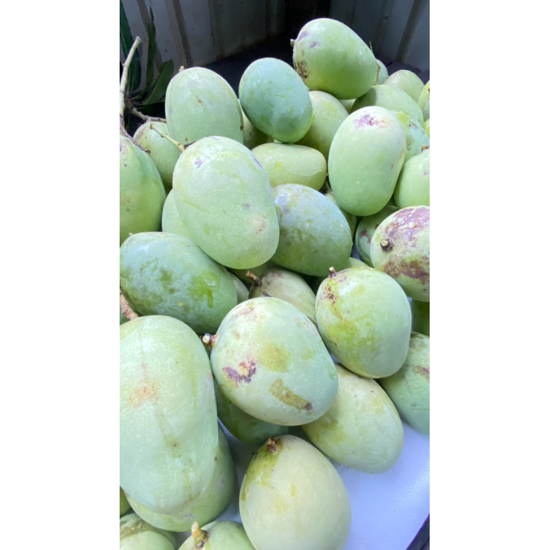 

Asam hampalam fresh amuntai