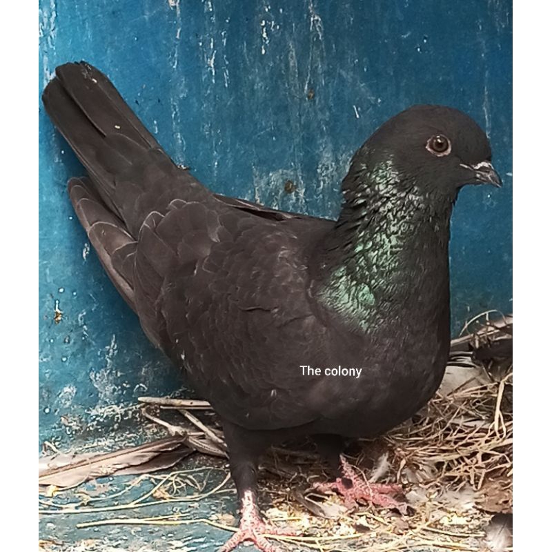 Merpati Jawa Sungut Betina