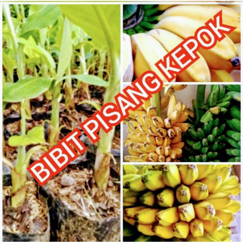 bibit pisang kepok siap di tanam