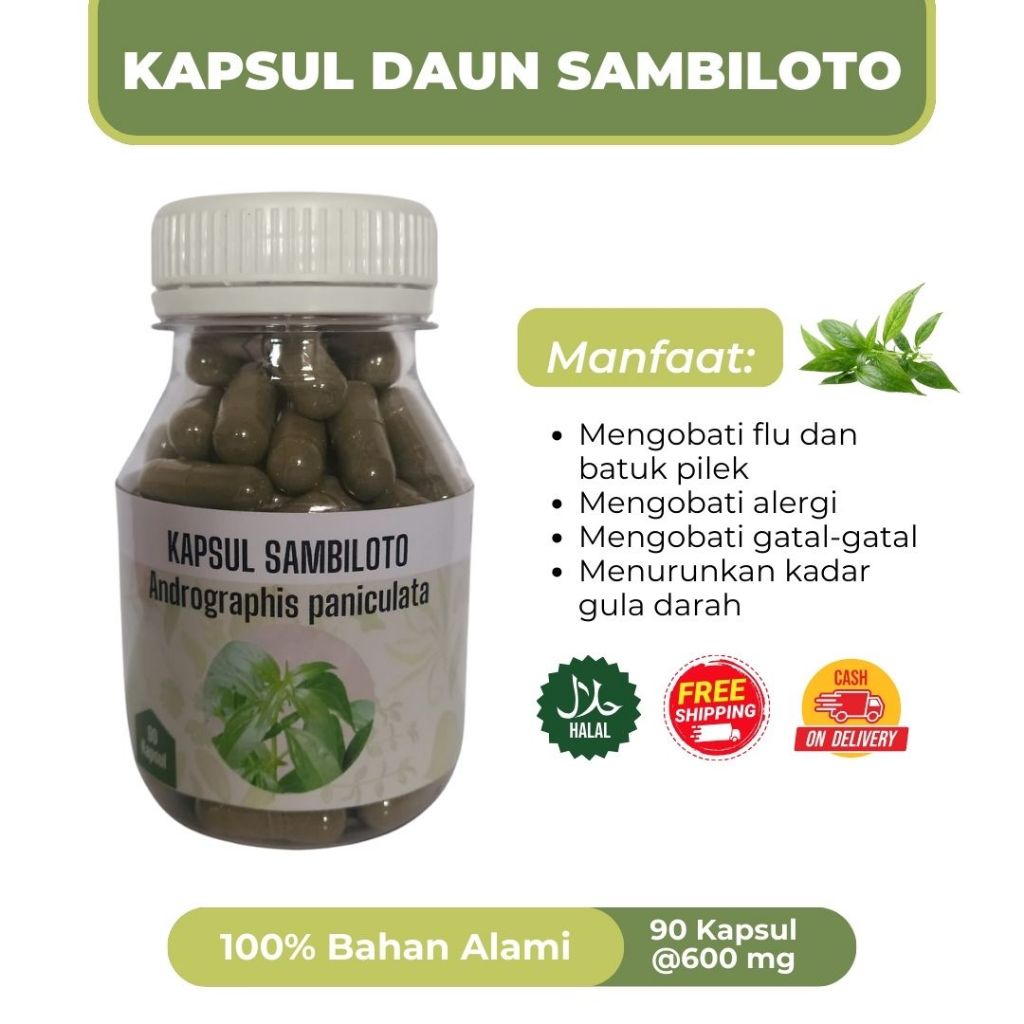 

SAMBILOTO, flu-pilek, diabetes herbal alami