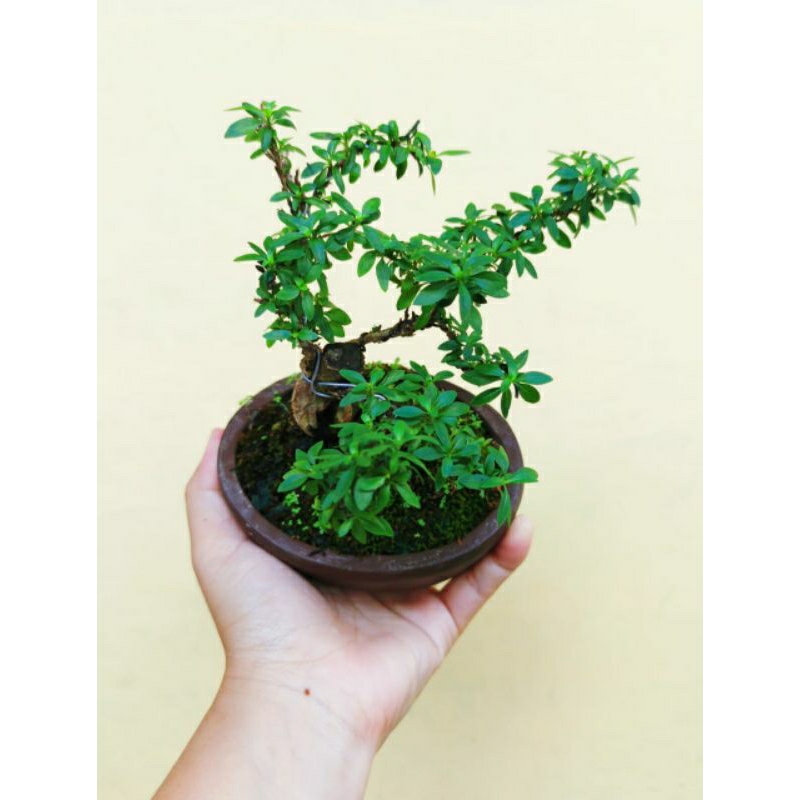 Bonsai Seribu Bintang mikro