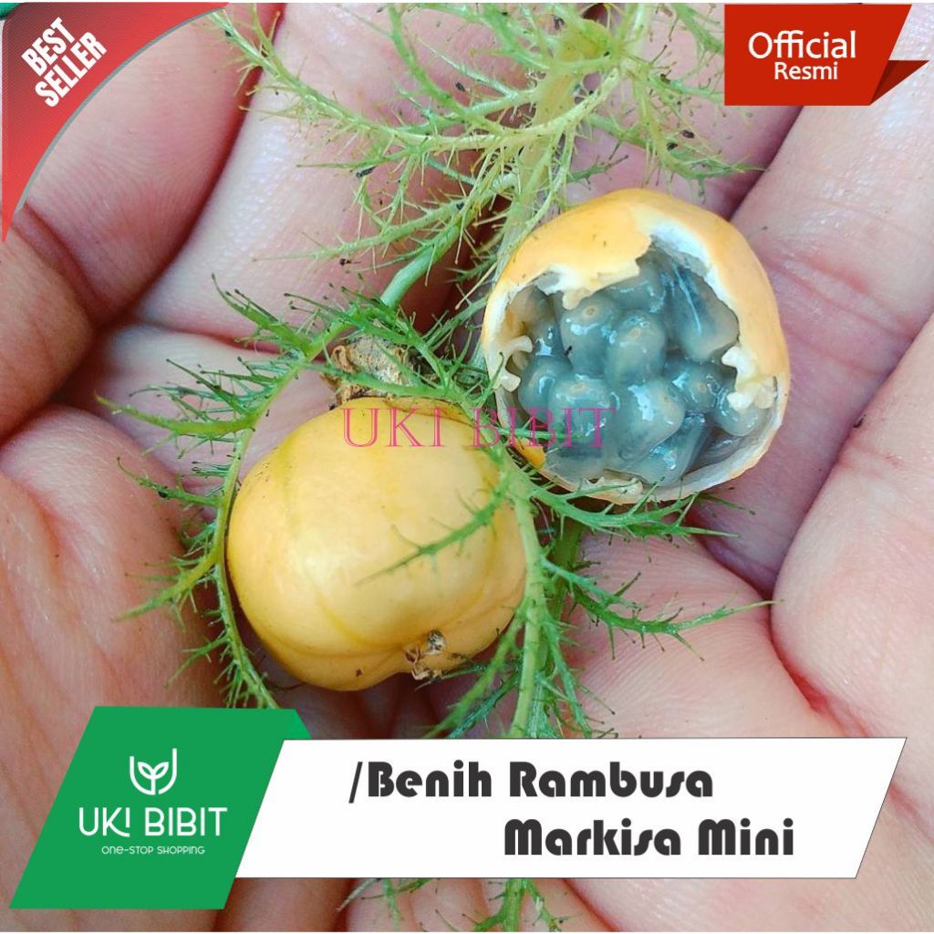 ( 10 Butir ) Benih Rambusa | Markisa Hutan | Saberna | Markisa Mini