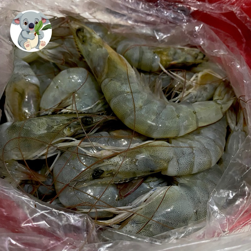 

Udang laut segar 500gr Utuh dan besar 500 gr