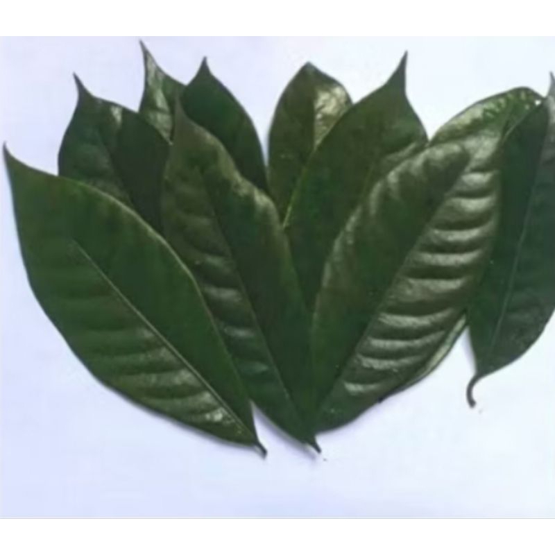 

Daun pala segar (500gr)