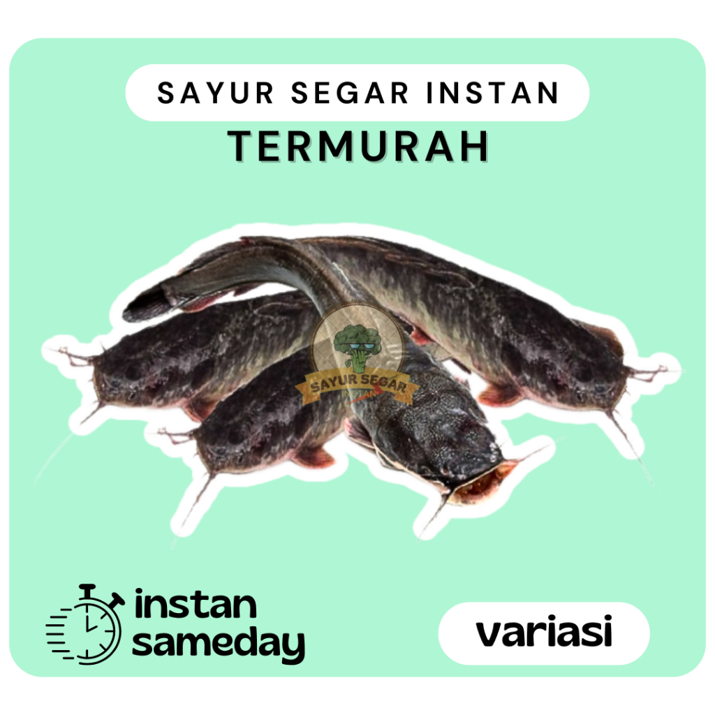 

Ikan Lele Segar [ 500gr/1kg ]