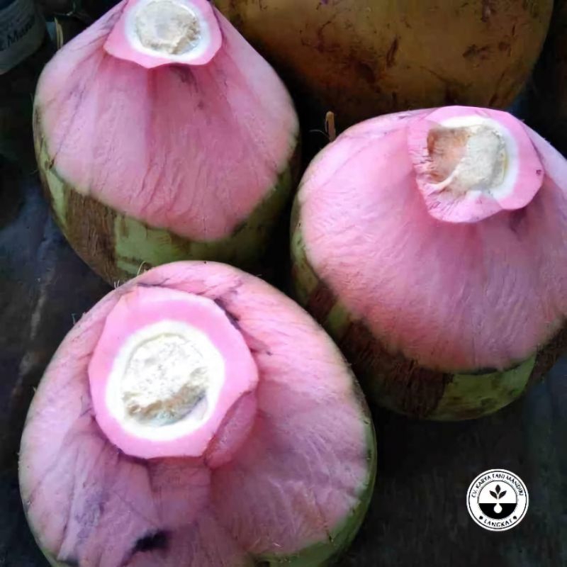 

Buah kelapa wulung/kelapa hijau