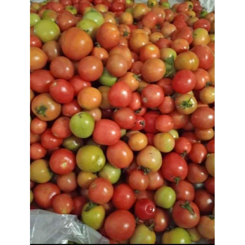 

tomat merah segar