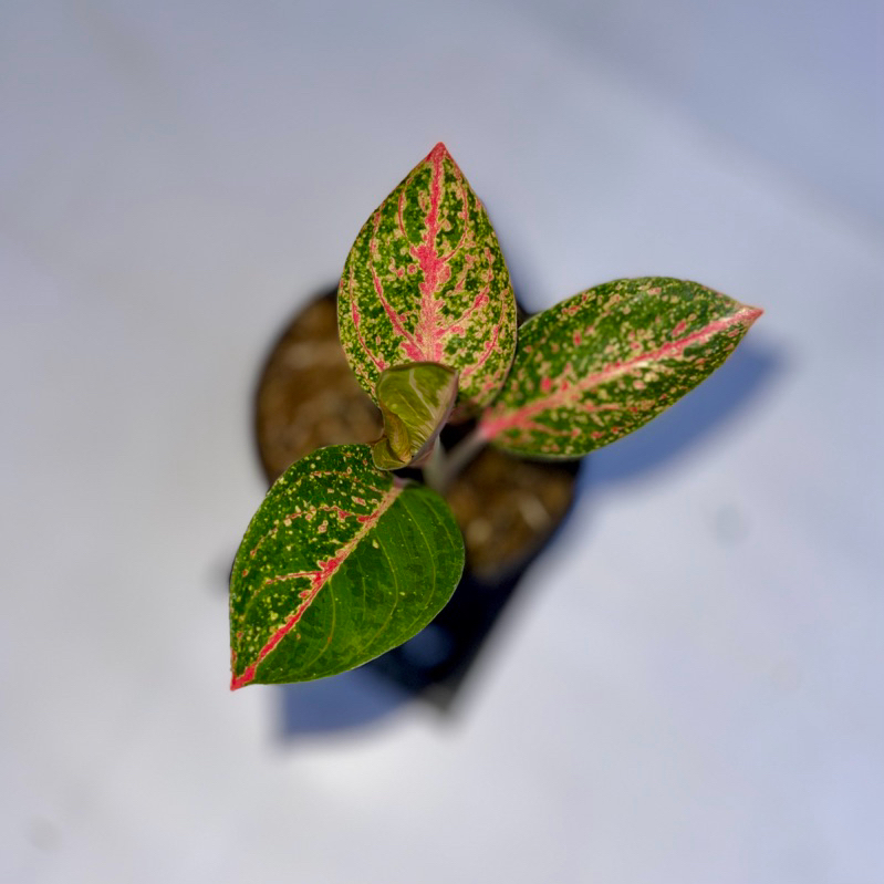 Aglaonema kendedes