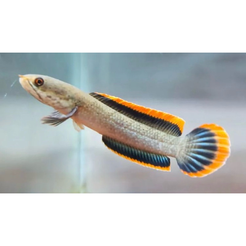 limbata rim merah galak top kualitas