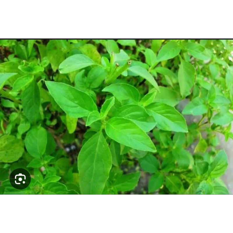 bibit tanaman kemangi siap tanam