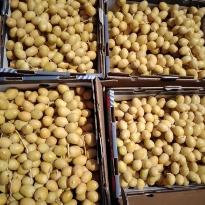 

Kurma Muda / Ruthob - kaya manfaat