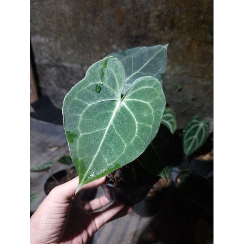 anthurium clarinervium dark