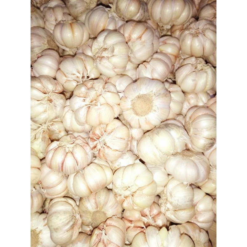 

Bawang putih