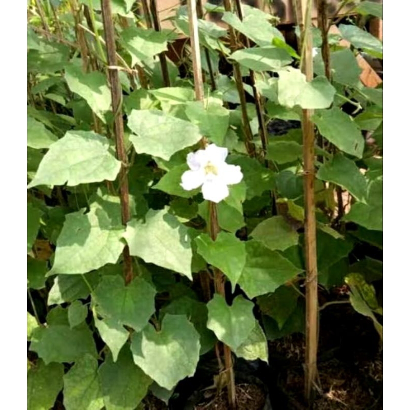 MURAH Bibit tanaman rambat bunga tumbergia bunga tumbergia rambat