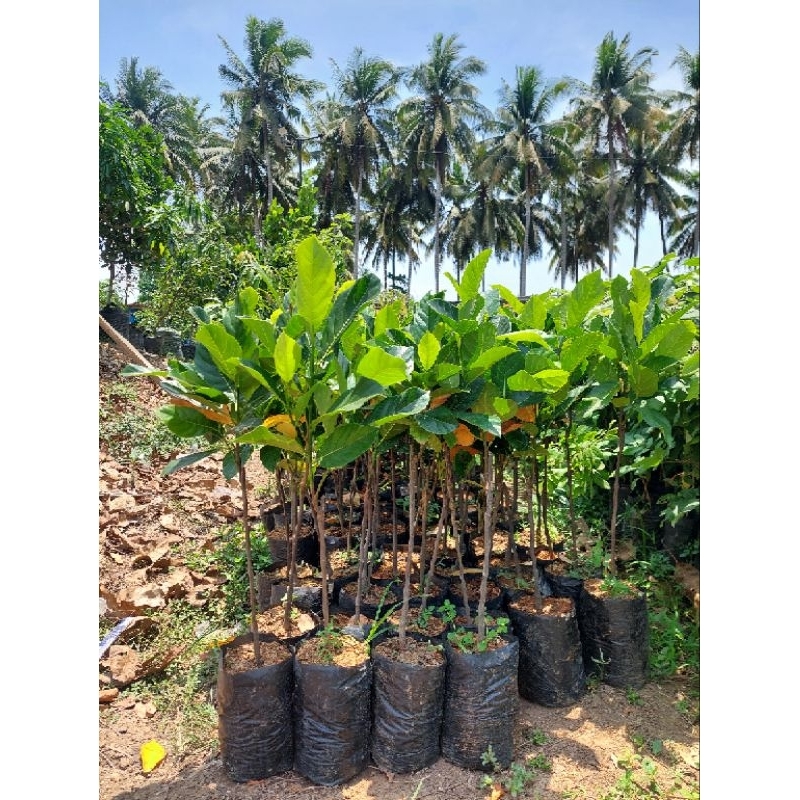 

BIBIT NANGKA MADU