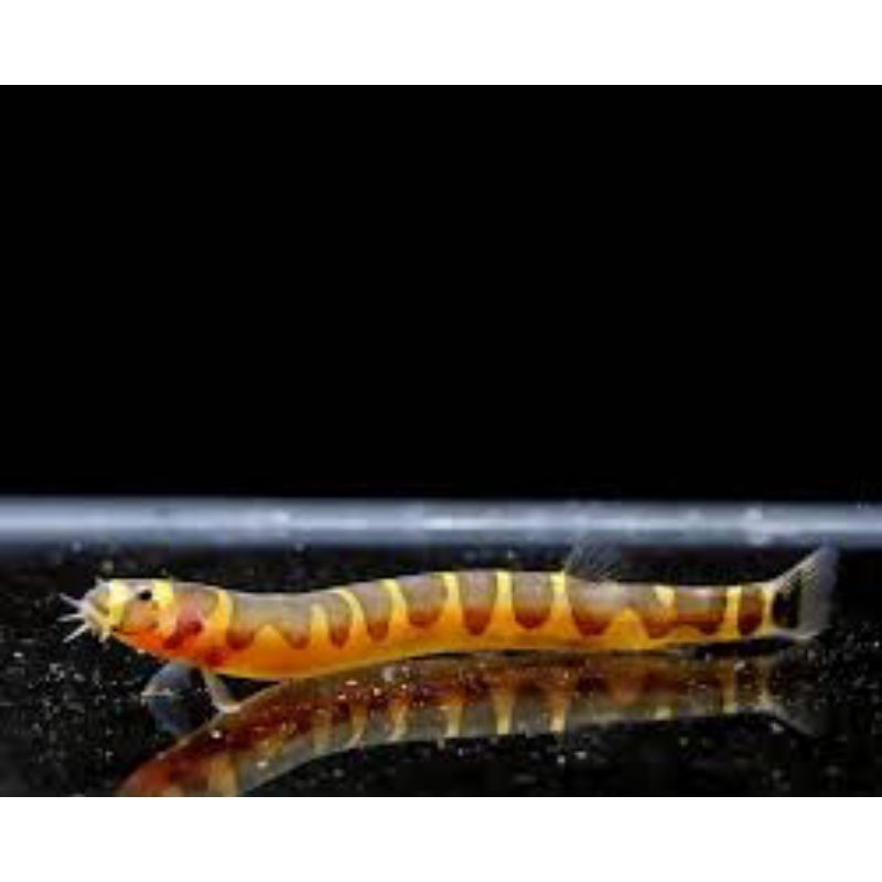 kuhli loach ikan hias aquascape