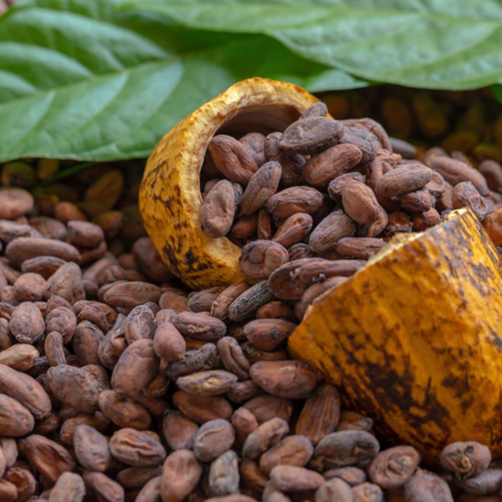 

BIJI KAKAO COKLAT KERING 500Gram