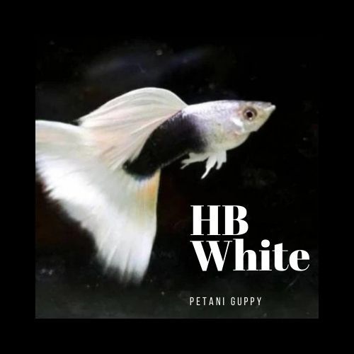 Dekorasi Aquarium Guppy HB White Grade A