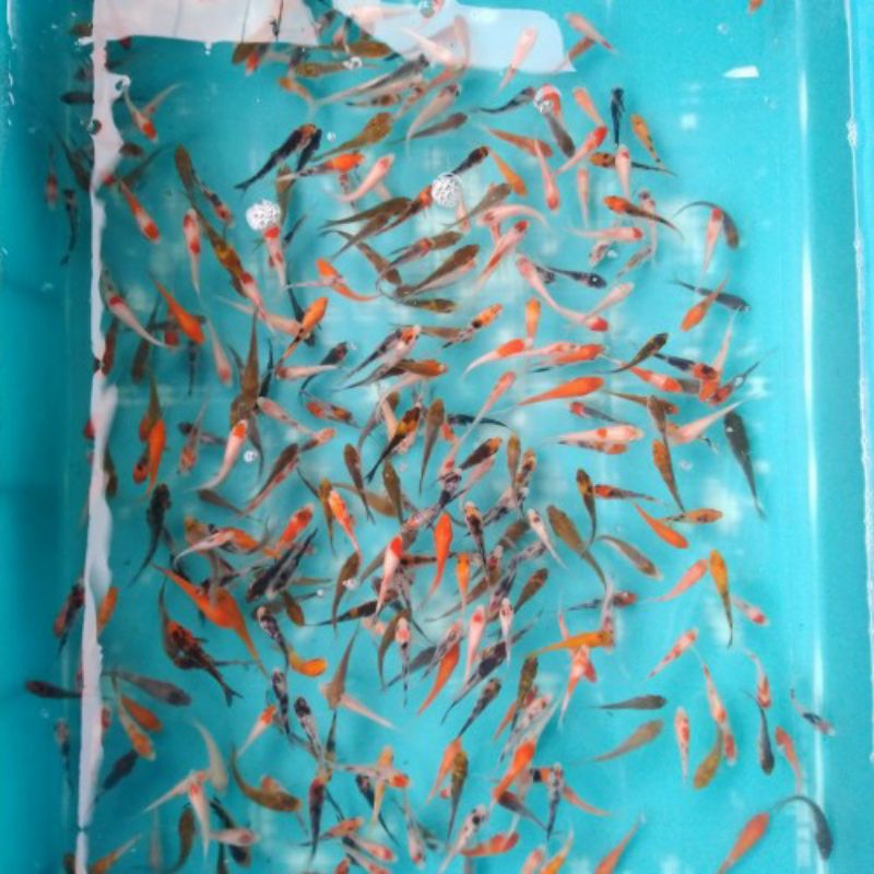 

BIBIT IMPORT KOI BERKUALITAS GRADE A MINIMAL ORDER 15 EKOR