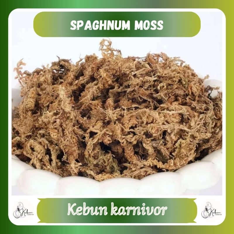 SPHAGNUM MOSS / MEDIA TANAM MOSS