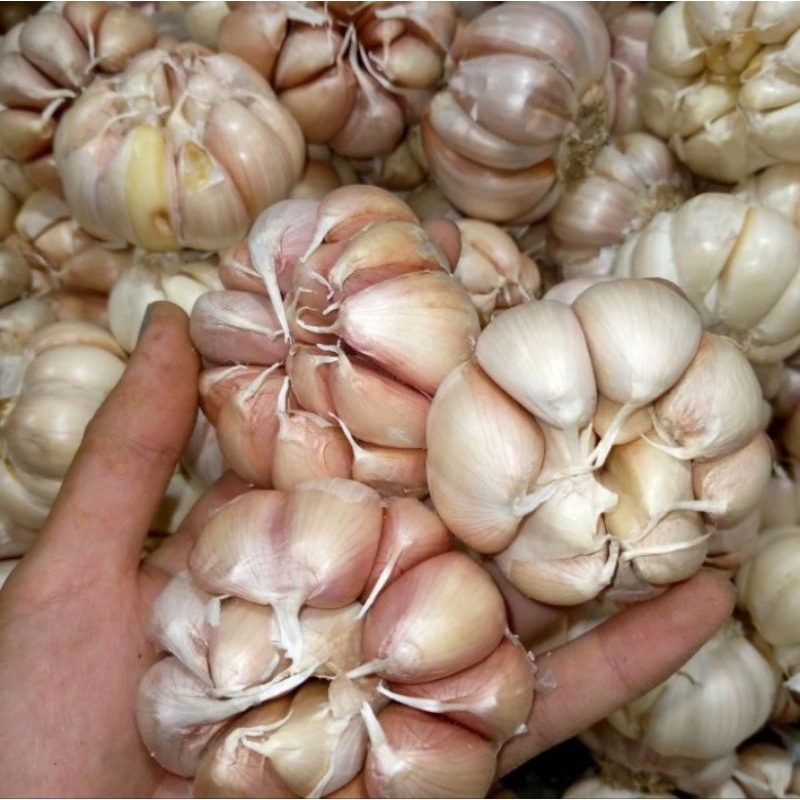 

Bawang putih honan/banci super