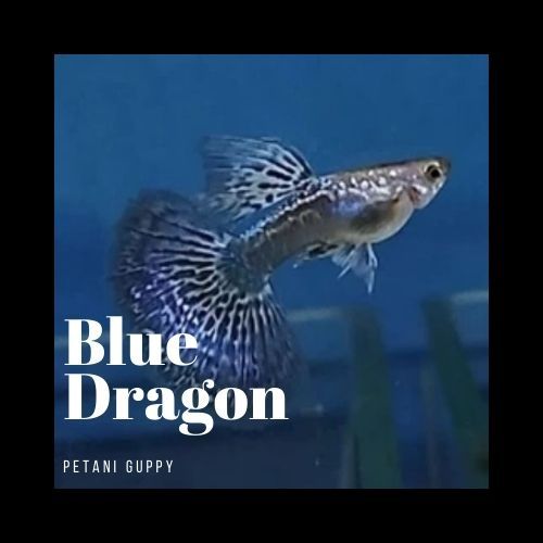 Dekorasi Aquarium Guppy Blue Dragon Grade A