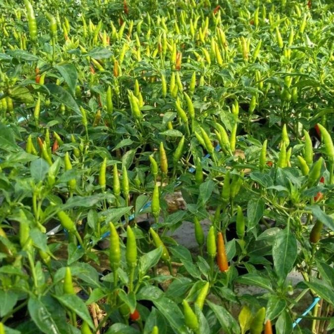 25 Biji - Benih Cabe Rawit Pelita 8 F1 - Cap Panah Merah - Benih Unggul Berkualitas - Benih Murah
