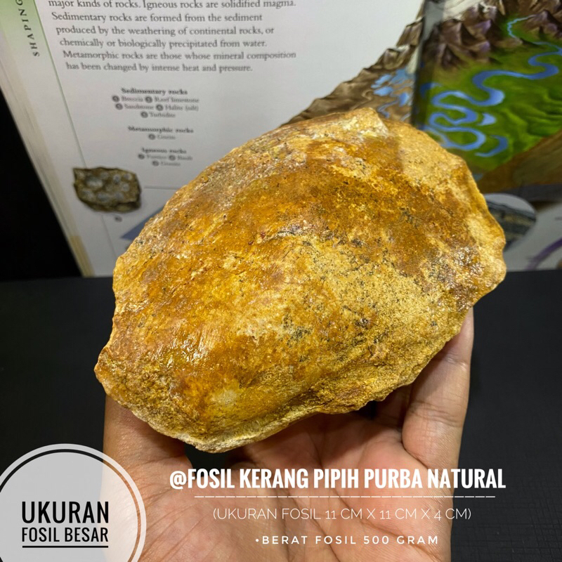 Fosil Kerang Pipih Natural A4 atau Fosil Kijing Purba atau Fossil Bivalvia atau Fosil Temuan