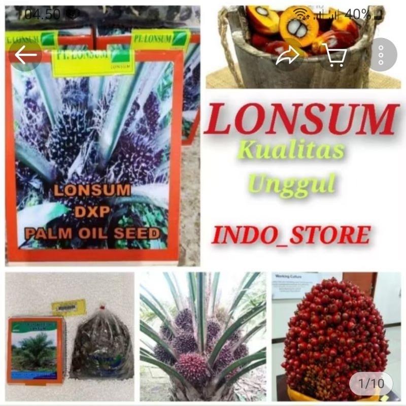 Bibit unggul kecambah sawit  LONSUM