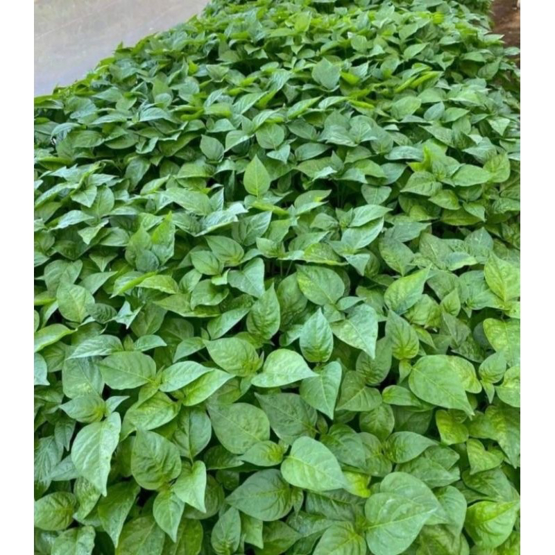 Bibit cabe rawit (satu paket 50 batang) bibit cabe siap tanam - bibit - cabe - cabai - bibit unggul 