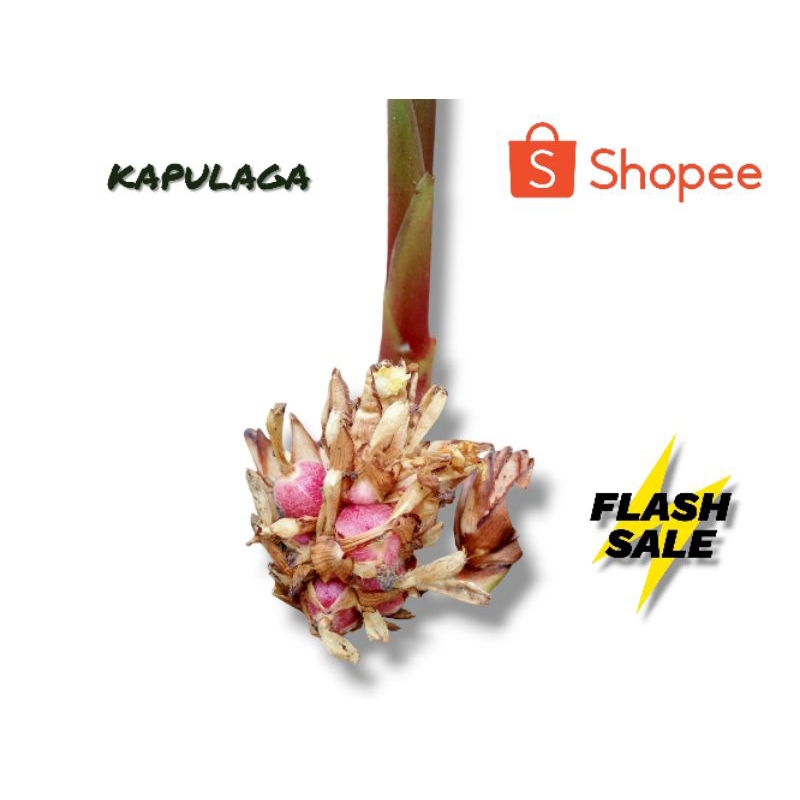 

Kapulaga Kering/Segar 100 gram