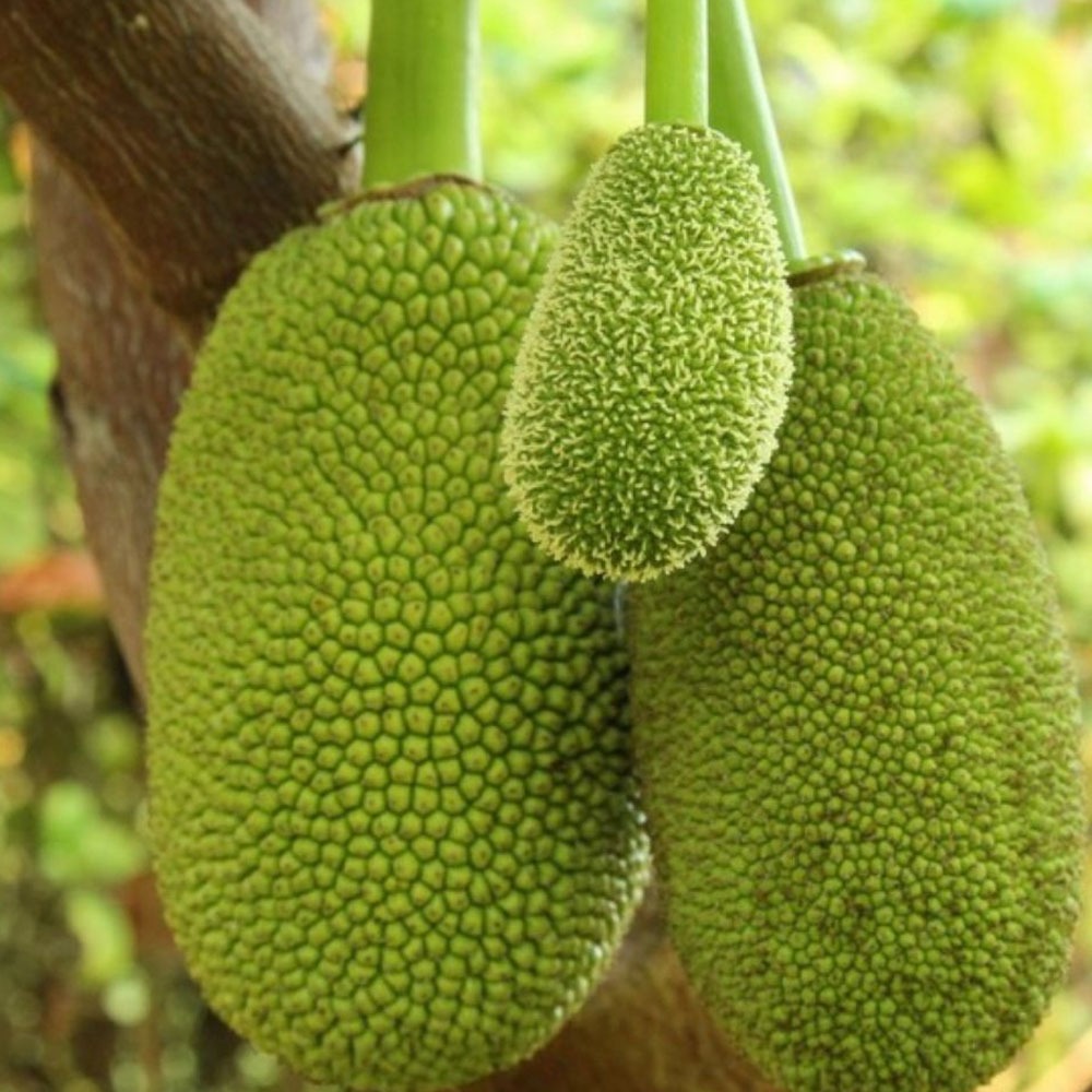 

NANGKA MUDA TEWEL GORI 1Kg