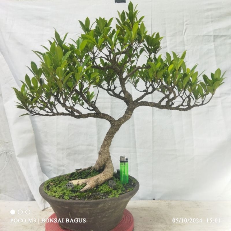 Bahan Bonsai Kimeng Prospek (ficus microcarpa)