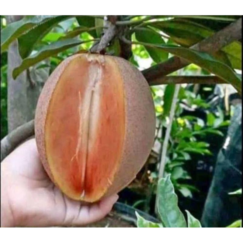 

sawo jumbo