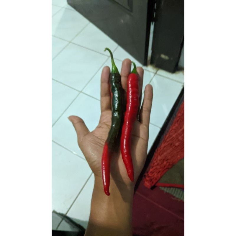 

Cabai Pesanan Mas Herman