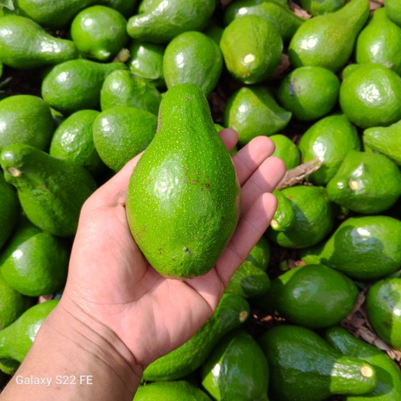 

ALPUKAT MENTEGA GARANSI 100% UKURAN REGULAR ISI 2 BUTIR 500 GRAM