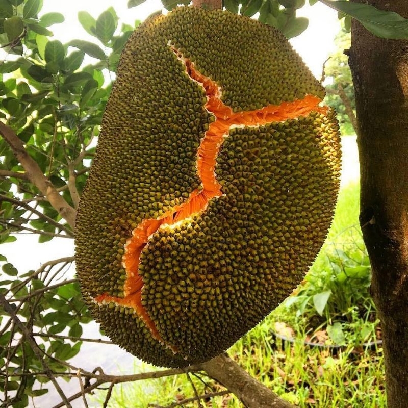 Bibit Nangka Merah 1 Meter ( Full Media )