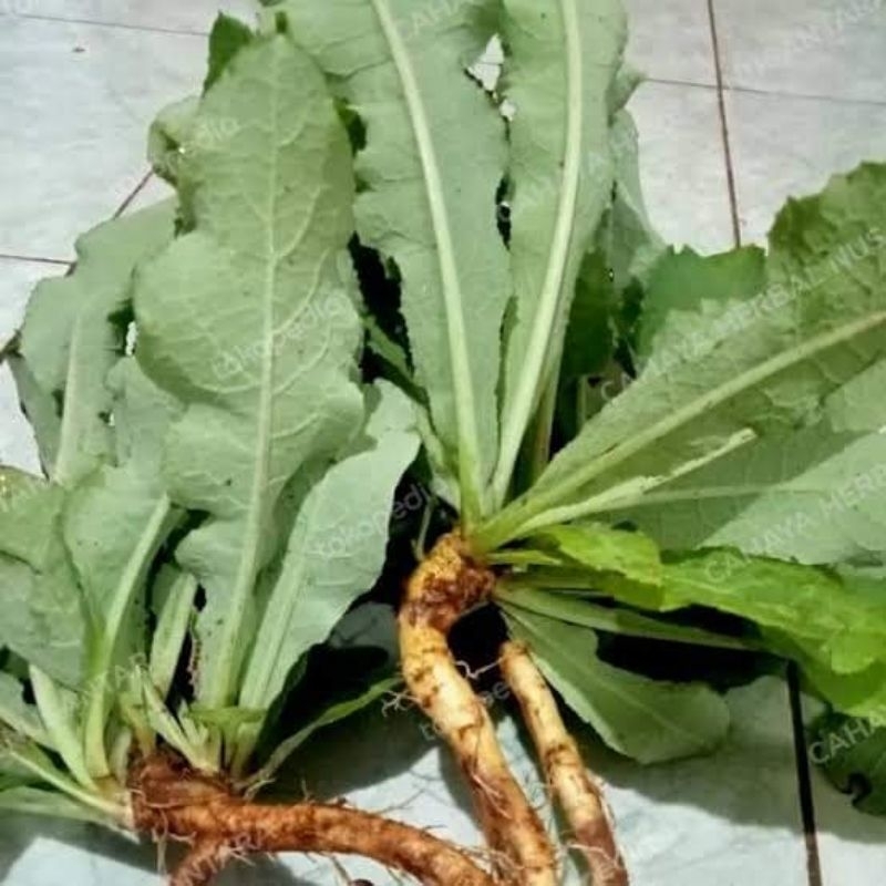 

Daun Tempuyung Segar 50 Gram
