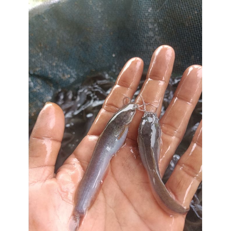 ( bonus pakan) paket 30 ekor bibit lele Sangkuriang ukuran 5-6 cm