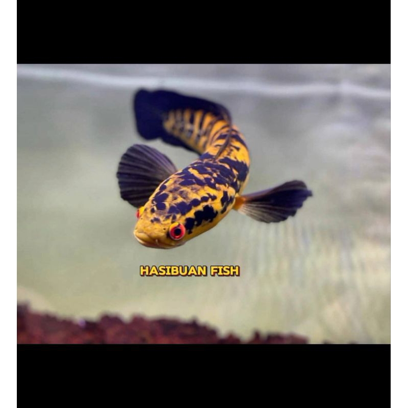 Baby Channa Maru Yellow Sentarum Bahan Progres Spek Kontes,Maru Ys Size 4-5Cm Sampai 11-12Cm