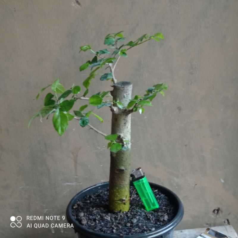 bahan bonsai serut  lurus realpic