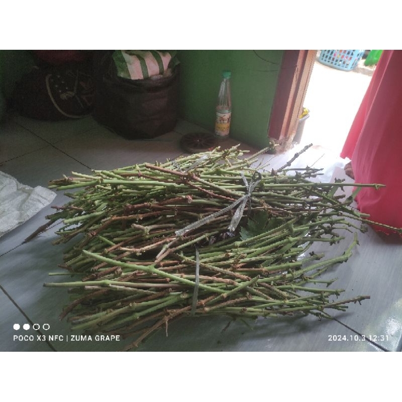 ENTRES ANGGUR IMPORT / batang anggur import / anggur manis / anggur genjah