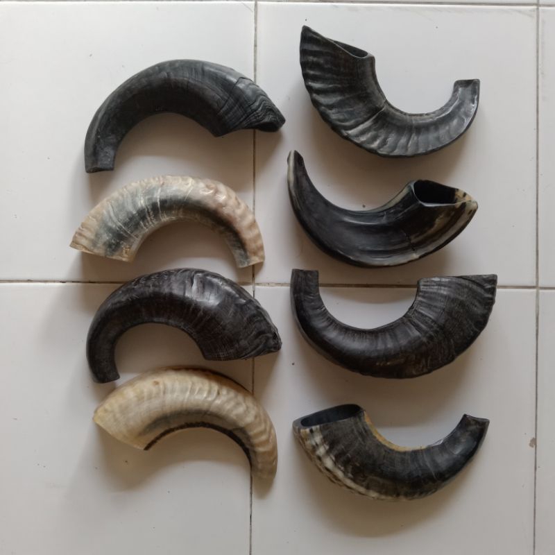 ramshorn shofar 11-12 inch sangkakala tanduk domba