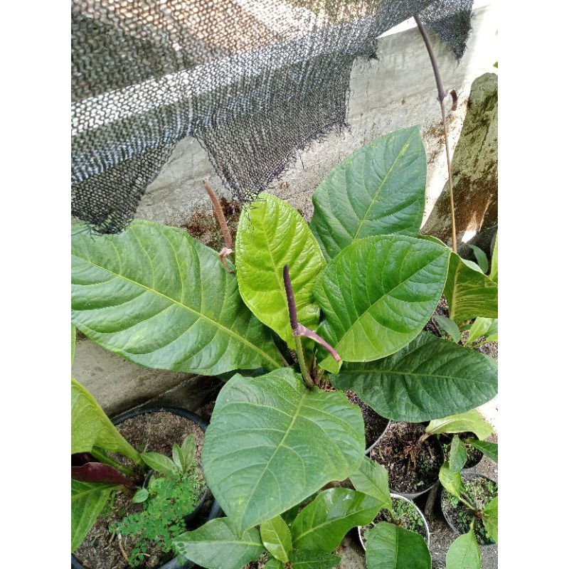 Anthurium Jemani Eka curly varigata