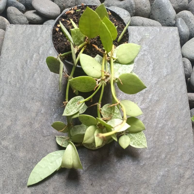 hoya lacunosa silver mint