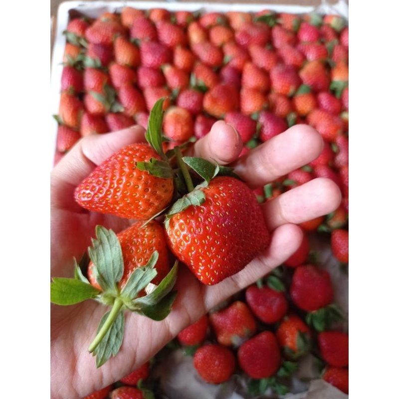 

Strawberry Murah cb 250gr