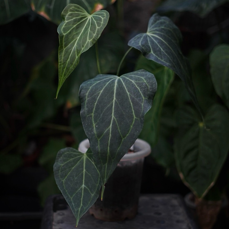 Anthurium Delta Force