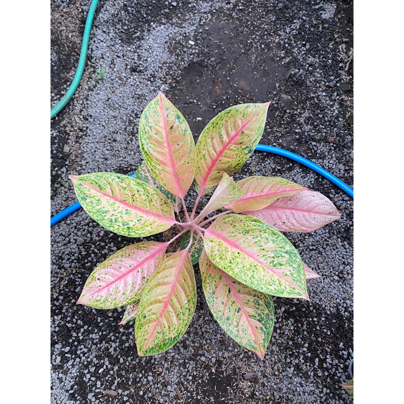 Aglaonema Pink Lady