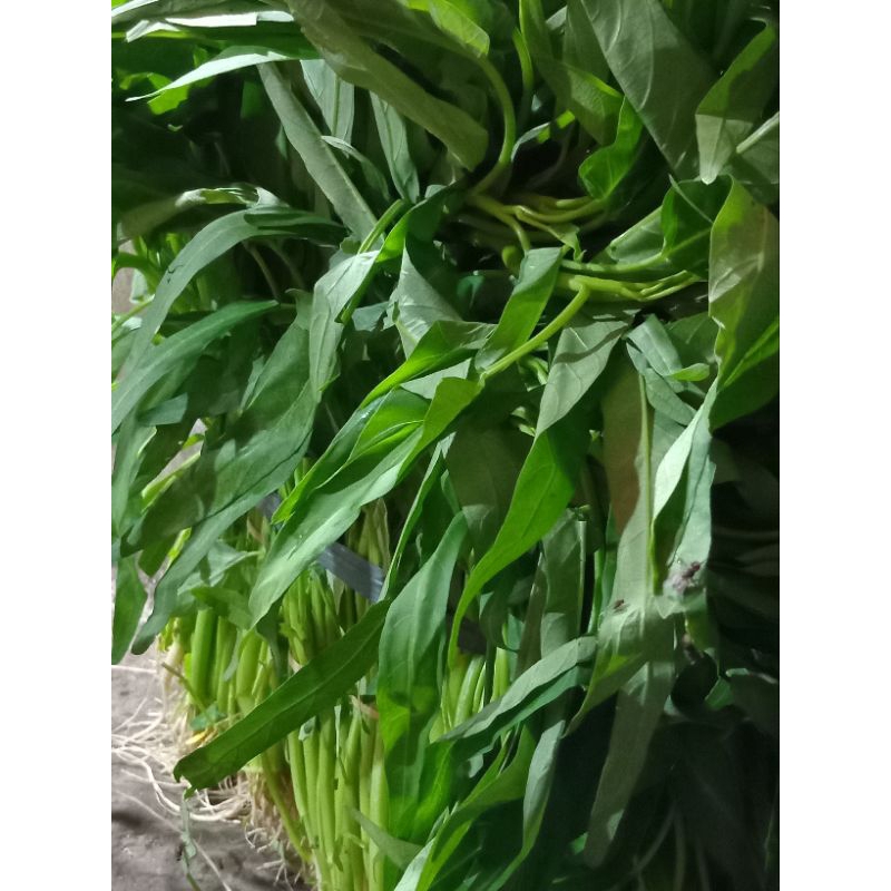 

Kangkung Fresh | Per 1 Ikat